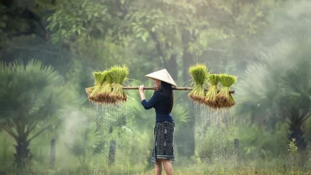 關(guān)務(wù)外貿(mào)情報(bào)：越南降低小麥玉米豬肉產(chǎn)品最惠國(guó)關(guān)稅