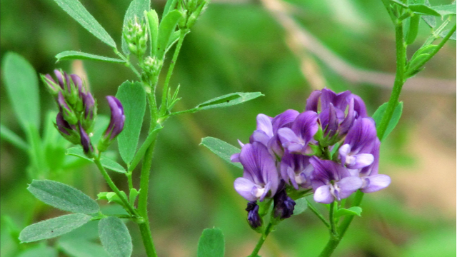 俄動植物檢驗(yàn)檢疫局：俄羅斯獲權(quán)對華出口苜蓿