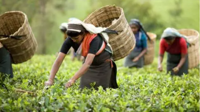 尼泊爾正制定茶葉推廣和出口的戰(zhàn)略