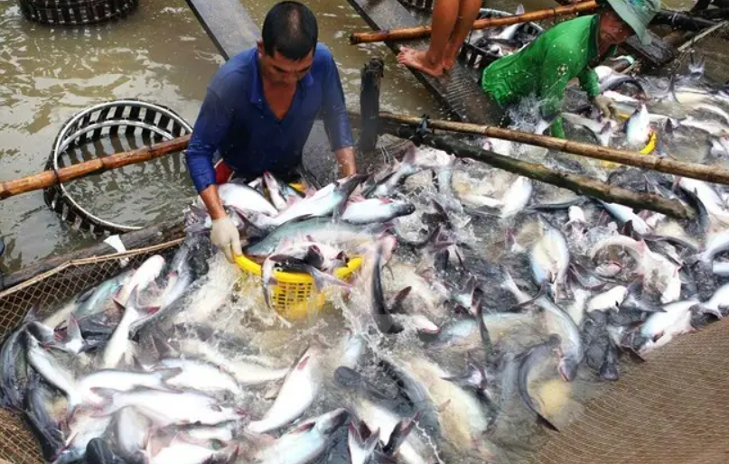 越南巴沙魚出口額翻倍，原料價格高位已維持6周